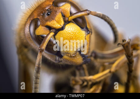 Hornet aus der Nähe gesehen. Gefährliche Insekten auf einer Makroebene mit sichtbaren anatomischen Details. Stockfoto