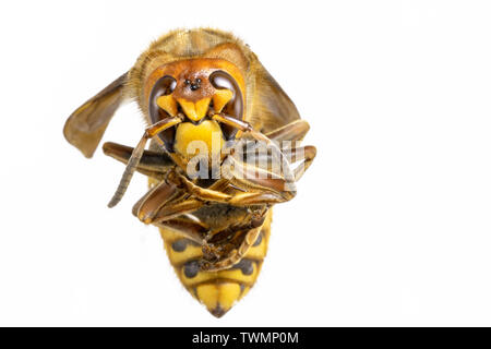 Hornet aus der Nähe gesehen. Gefährliche Insekten auf einer Makroebene mit sichtbaren anatomischen Details. Stockfoto