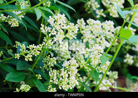 In der Nähe von blühenden Zweigen der privet Hedge Stockfoto