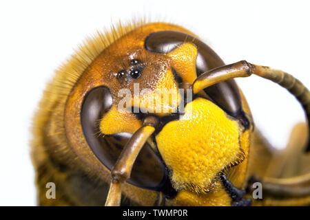 Hornet aus der Nähe gesehen. Gefährliche Insekten auf einer Makroebene mit sichtbaren anatomischen Details. Stockfoto