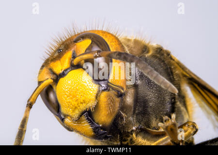 Hornet aus der Nähe gesehen. Gefährliche Insekten auf einer Makroebene mit sichtbaren anatomischen Details. Stockfoto