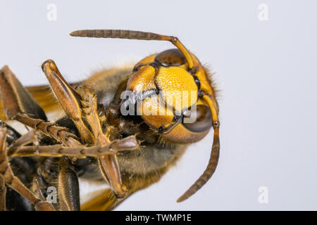 Hornet aus der Nähe gesehen. Gefährliche Insekten auf einer Makroebene mit sichtbaren anatomischen Details. Stockfoto