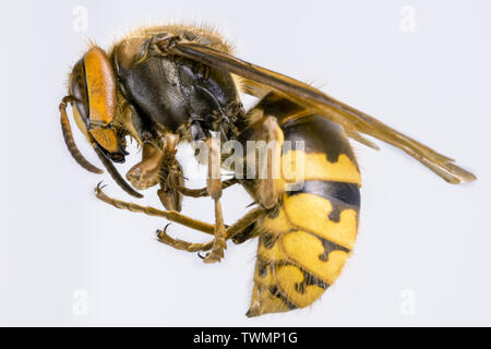 Hornet aus der Nähe gesehen. Gefährliche Insekten auf einer Makroebene mit sichtbaren anatomischen Details. Stockfoto