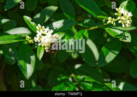 Nahaufnahme von Hummel auf weiße Blume von privet Hedge Stockfoto