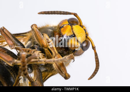 Hornet aus der Nähe gesehen. Gefährliche Insekten auf einer Makroebene mit sichtbaren anatomischen Details. Stockfoto