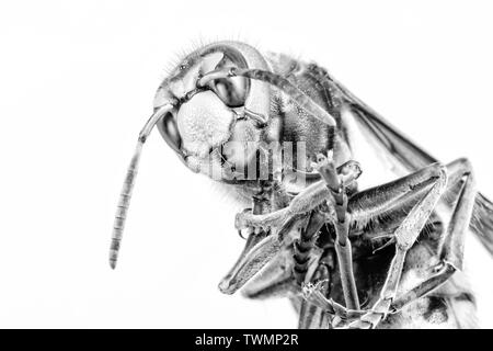 Hornet aus der Nähe gesehen. Gefährliche Insekten auf einer Makroebene mit sichtbaren anatomischen Details. Stockfoto