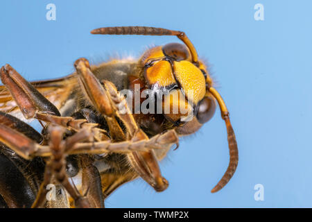 Hornet aus der Nähe gesehen. Gefährliche Insekten auf einer Makroebene mit sichtbaren anatomischen Details. Stockfoto