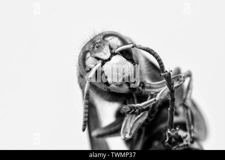 Hornet aus der Nähe gesehen. Gefährliche Insekten auf einer Makroebene mit sichtbaren anatomischen Details. Stockfoto