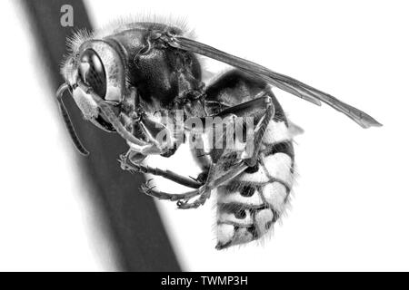 Hornet aus der Nähe gesehen. Gefährliche Insekten auf einer Makroebene mit sichtbaren anatomischen Details. Stockfoto