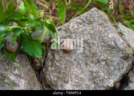 Garten Schnecken verstecken sich auf dem Felsen im Laub. Selektive konzentrieren. Stockfoto