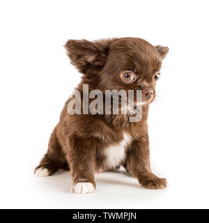 Kleine braune Langhaarige chihuahua Welpen saßen und von der Kamera. Auf weiß Isoliert Stockfoto