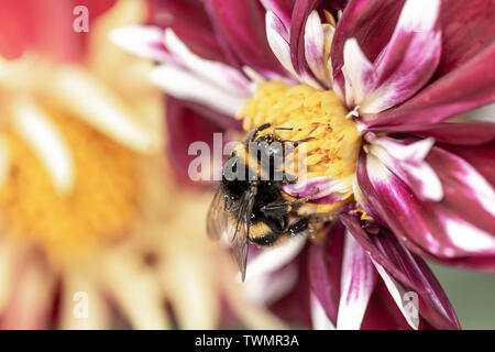 Bienen auf der Chrysantheme Stockfoto