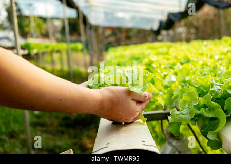 Pflanzliche grüne Eiche in Hydroponischen system flow Wasser und Dünger, Automatisierung auf Pflanzen Grundstück wachsenden, Eco organische Moderne smart Farm 4.0-Technologie Stockfoto