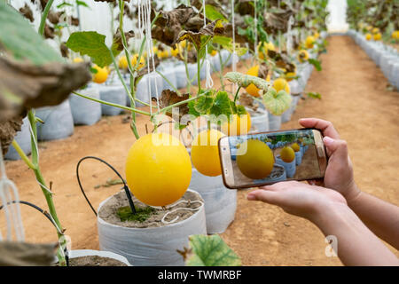 Junge Landwirt beobachten einige Foto Melone in Handy eingereicht, Eco organische Moderne smart Farm 4.0-Technologie Konzept, Agronom in der Landwirtschaft Fi Stockfoto