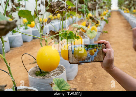 Junge Landwirt beobachten einige Foto Melone in Handy eingereicht, Eco organische Moderne smart Farm 4.0-Technologie Konzept, Agronom in der Landwirtschaft Fi Stockfoto