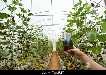 Junge Landwirt beobachten einige Foto Melone in Handy eingereicht, Eco organische Moderne smart Farm 4.0-Technologie Konzept, Agronom in der Landwirtschaft Fi Stockfoto