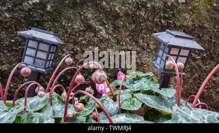 Dekorationen für den Garten in der Form von Laternen in ein Blumenbeet gegen eine Mauer aus Stein. Stockfoto