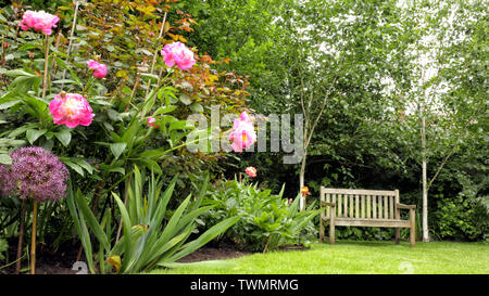 Alte Holzbank in einen Englischen Garten mit blühenden rosa Pfingstrose, Birken, immergrüne Sträucher. Stockfoto