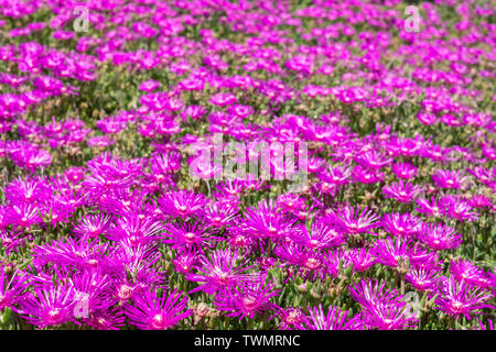 Lampranthus magenta Blumen mit saftigen Blätter voll in Blüte. Schöne kleine Blumen aus Südafrika Stockfoto