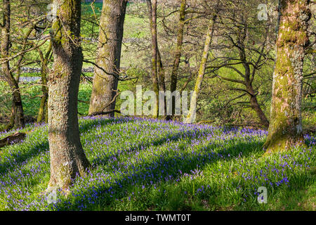 Bluebells in der Abendsonne umgeben von Wald Stockfoto