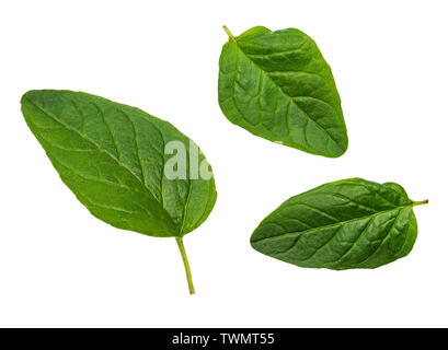 Vorderseite Grün und frische Blätter des Oregano (SPICE). Gruppe isoliert auf weißem Hintergrund. Stockfoto