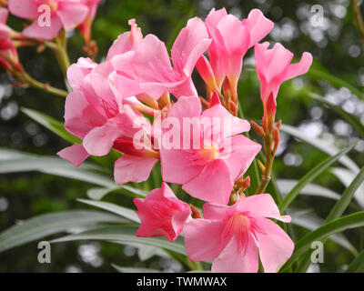 Rosa Blumen der tropischen Pflanze Bougainvillea, Kochi, Kerala. Stockfoto