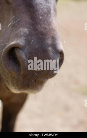 Pferd, Mund und Nase. Nahaufnahme. Stockfoto