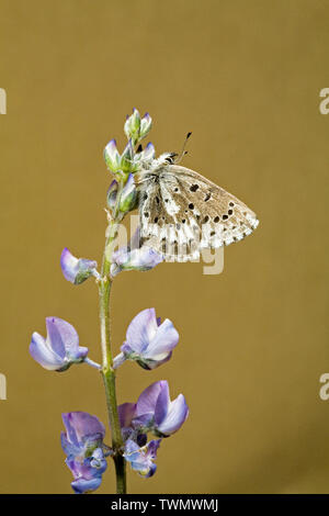 Ein männlicher Pfeilspitze blauer Schmetterling auf einem Wildflower in zentralen Oregon Stockfoto