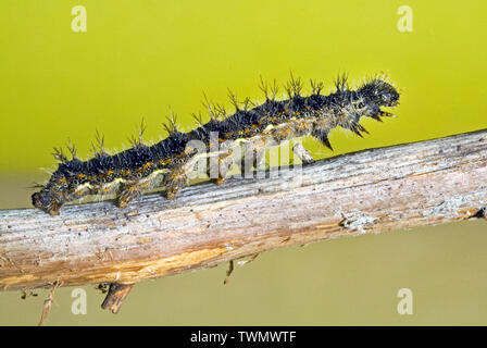 Die Larve oder Caterpillar ein Distelfalter Schmetterling, Fütterung auf eine Wirtspflanze, in der Cascade Mountains der zentralen Oregon. Stockfoto