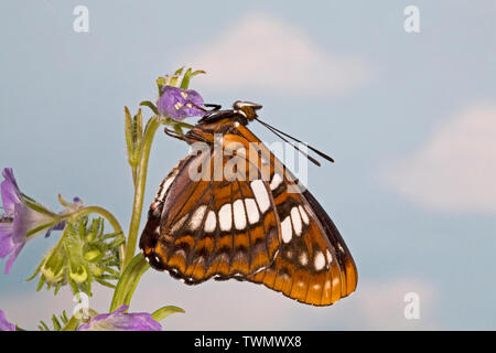 Eine ventrale oder Seitenansicht Lorquin der Admiral Schmetterling, Limenitis lorquini, Wildblumen im Oregon Cascade Mountains fotografiert, Oregon Stockfoto