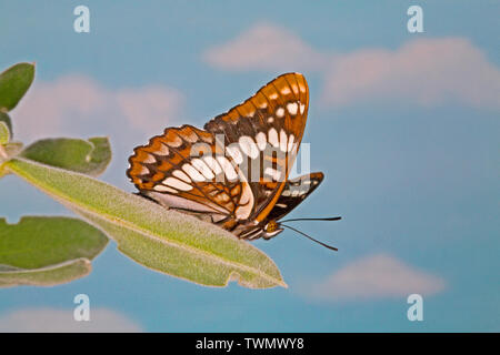 Eine ventrale oder Seitenansicht Lorquin der Admiral Schmetterling, Limenitis lorquini, Wildblumen im Oregon Cascade Mountains fotografiert, Oregon Stockfoto