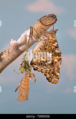 Ein Distelfalter Schmetterling, Vanessa cardui, nur nach eclosing (Emerging) aus seinem Kokon. Stockfoto
