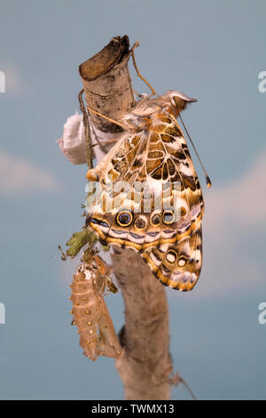 Ein Distelfalter Schmetterling, Vanessa cardui, nur nach eclosing (Emerging) aus seinem Kokon. Stockfoto