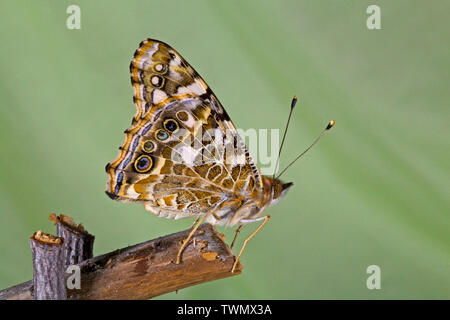 Ein Distelfalter Schmetterling, Vanessa cardui, nur nach eclosing (Emerging) aus seinem Kokon. Stockfoto