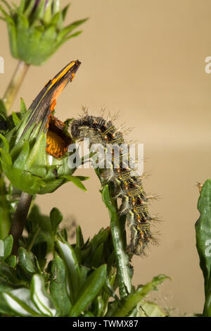 Die Larve oder Caterpillar ein Distelfalter Schmetterling, Fütterung auf eine Wirtspflanze, in der Cascade Mountains der zentralen Oregon. Stockfoto