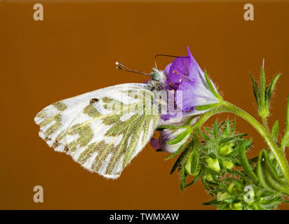 Ein Becker weiß Schmetterling, Pontia beckerii, in der Cascade Mountains der zentralen Oregon. Stockfoto