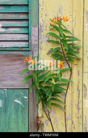 Abgeplatzte Farbe in New Orleans, Louisiana. Stockfoto