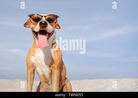 Lustig Hund in Sonnenbrille auf dem Strand im Sommer. Cute Staffordshire Terrier auf dem Sand posing und lächelnd, Sommer Urlaub und Ferien Konzept Stockfoto