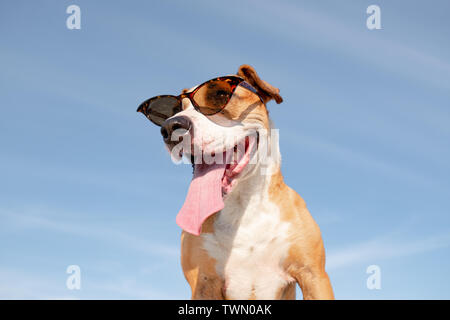 Lustig Hund in Sonnenbrille Portrait, Held erschossen. Cute Staffordshire Terrier in retro Brille posing und lächelnd, Sommer Urlaub und Ferien Konzept Stockfoto