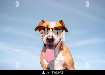 Lustig Hund in Sonnenbrille portrait. Cute Staffordshire Terrier in retro Brille posing und lächelnd, Sommer Urlaub und Ferien Konzept Stockfoto