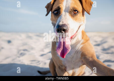 Hund Selbstportrait im Urlaub. Porträt einer niedlichen Staffordshire Terrier Nachahmung einer selfie Schuß am Strand oder am Meer im Sommer Stockfoto