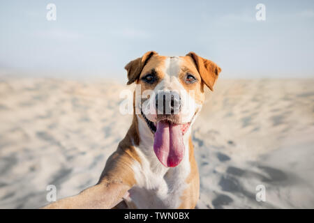 Glücklich lächelnde Hund Selbstportrait am Strand. Porträt einer niedlichen Staffordshire Terrier Nachahmung einer selfie Schuß durch das Meer im Sommer Stockfoto