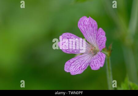 Eine Nahaufnahme Foto einer rosa Geranien Stockfoto