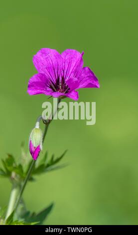 Eine Nahaufnahme Foto einer rosa Geranien Stockfoto