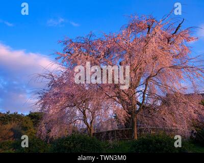 Blühende Schöne rosa Kirschblüte Baum oder Sakura im Frühjahr in Kyoto, Japan Stockfoto