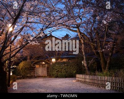 Schöne Eingang in ein traditionelles japanisches Haus gesäumt mit Kirschblüten Bäume oder Sakura und Lattenzaun und einem hölzernen Tor während der Dämmerung. Stockfoto