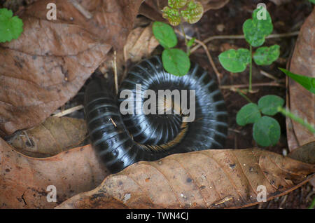 Riesige Tausendfüßler in Limones de Tuabaquey, einen kubanischen Forest Reserve Stockfoto