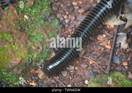 Riesige Tausendfüßler in Limones de Tuabaquey, einen kubanischen Forest Reserve Stockfoto