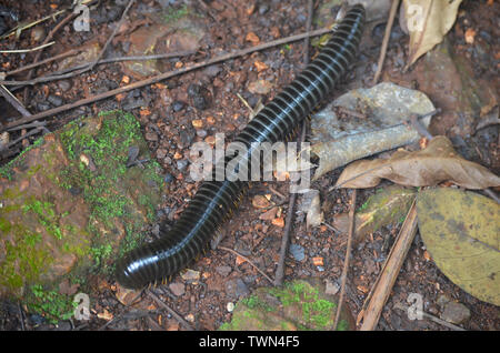 Riesige Tausendfüßler in Limones de Tuabaquey, einen kubanischen Forest Reserve Stockfoto