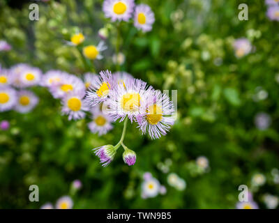 Rosa fleabane Blumen, erigeron, Blüten wild entlang einer japanischen Fluss. Stockfoto